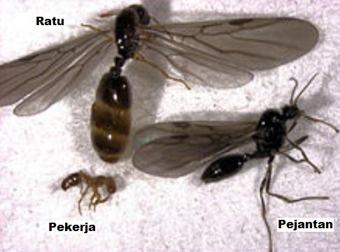pekerja ratu dan pejantan semut api